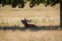 Taking it easy under a tree but still making sure the other stags know who's boss!