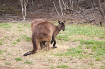 Kangaroo Islands namesake